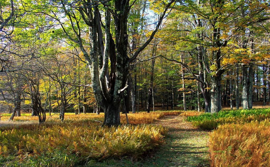 Canaan Valley State Park Davis